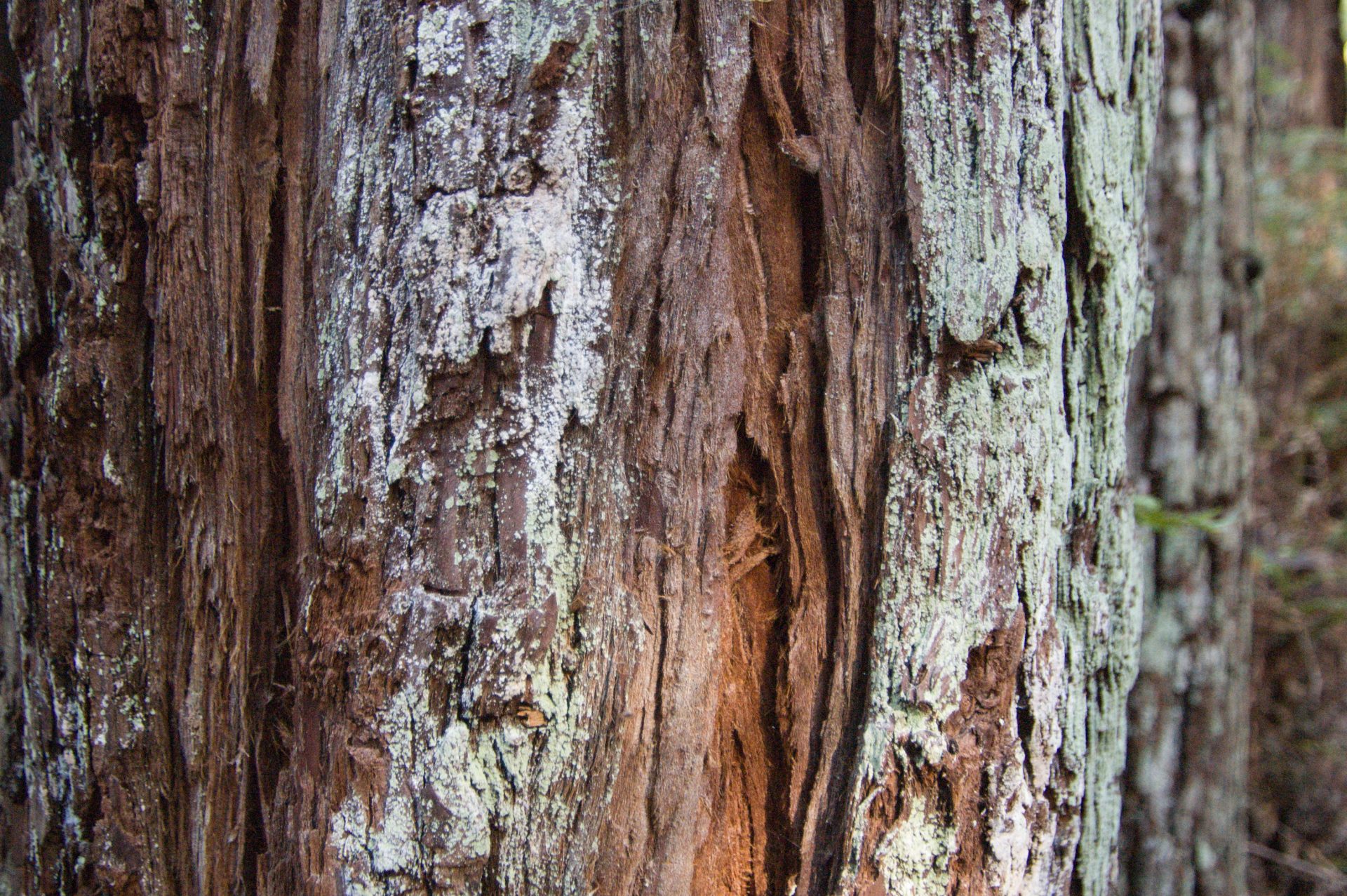 Redwood Bark