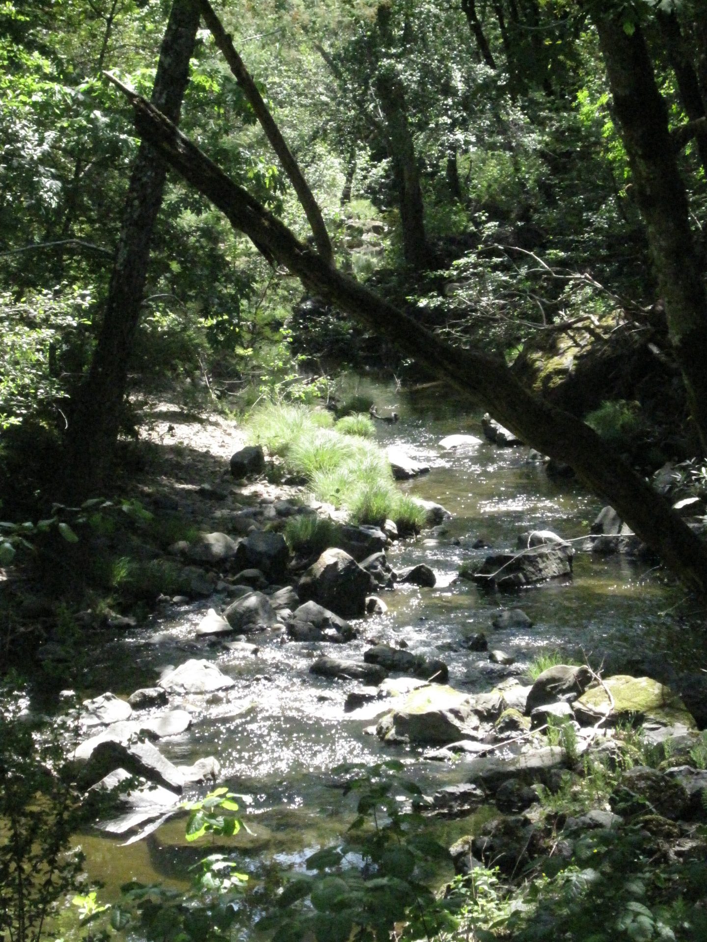 San Francisquito Creek in Jasper Ridge 2 – Karin Lin