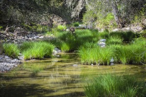 Coe Park II-Mark_Grzan