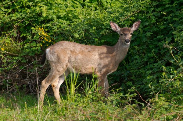White-tailed_deer_at_Marymoor_Park