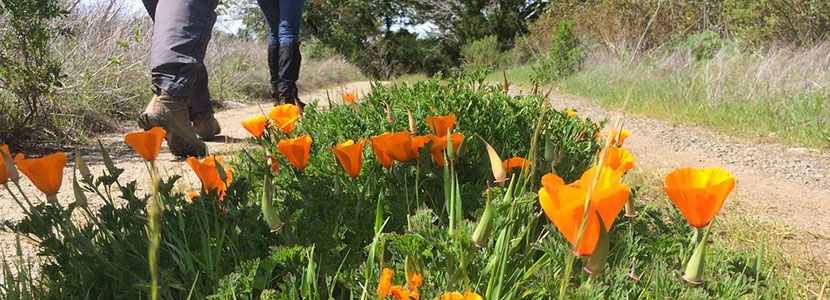 hiking_poppies_hdr_0