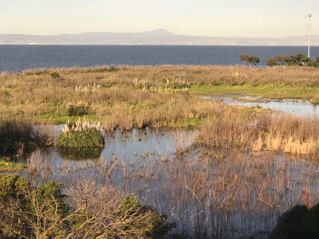 Interns Boost Burlingame Shoreline Park Petition