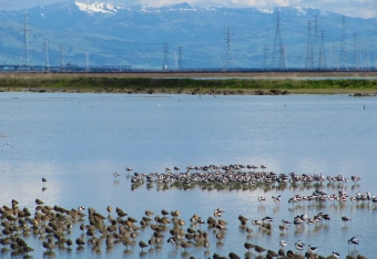 birds sitting on water