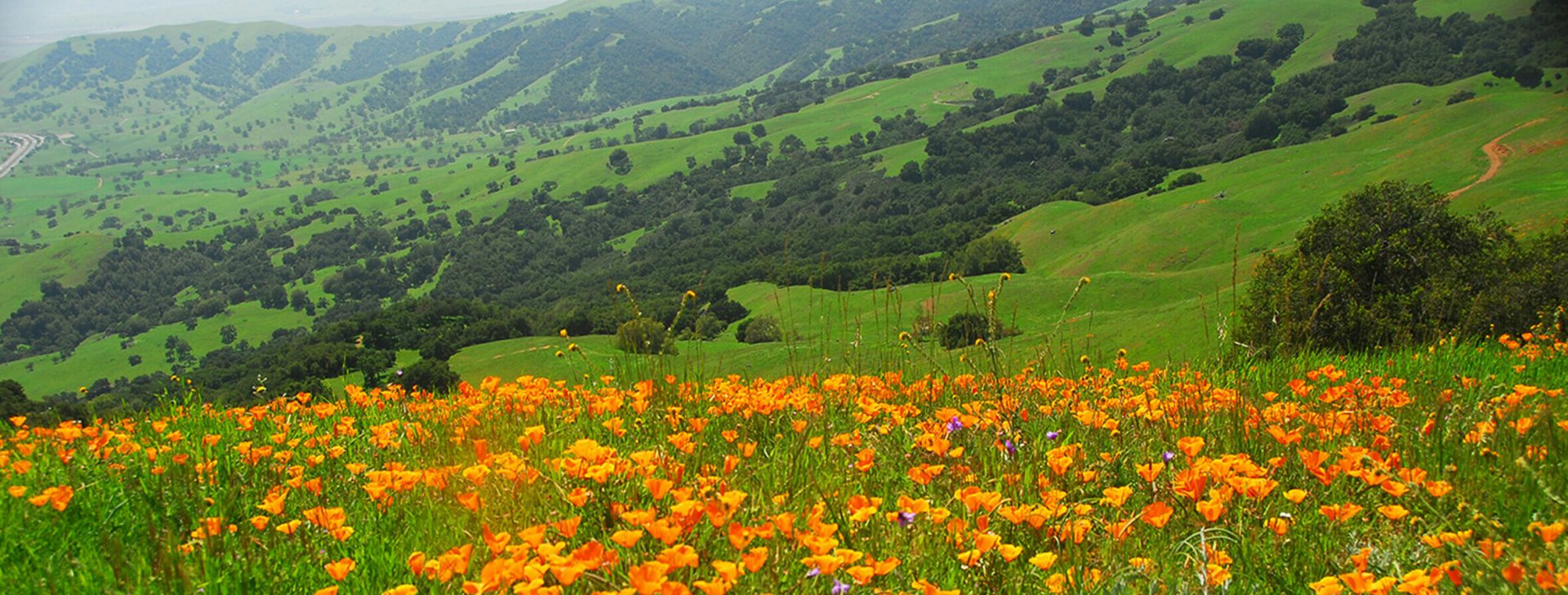 green hills and orange poppies