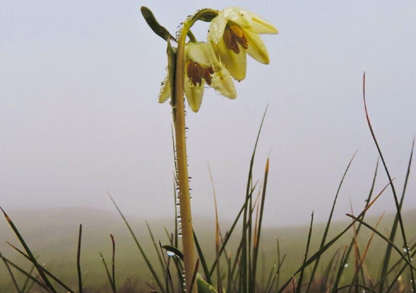 yellow flower