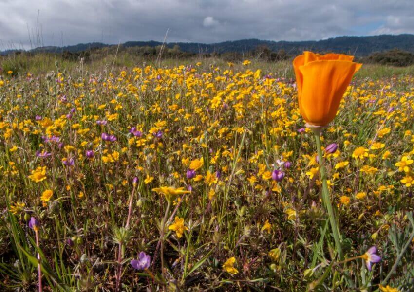 field of California poppies