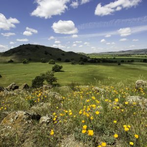 Coyote Valley in springtime