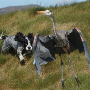 Dog attacking Great Blue Heron