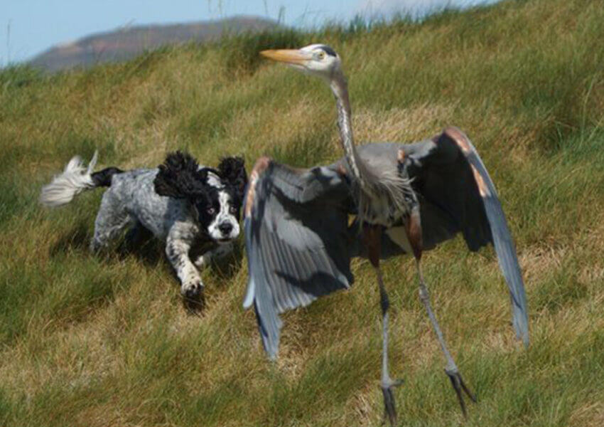 Dog attacking Great Blue Heron