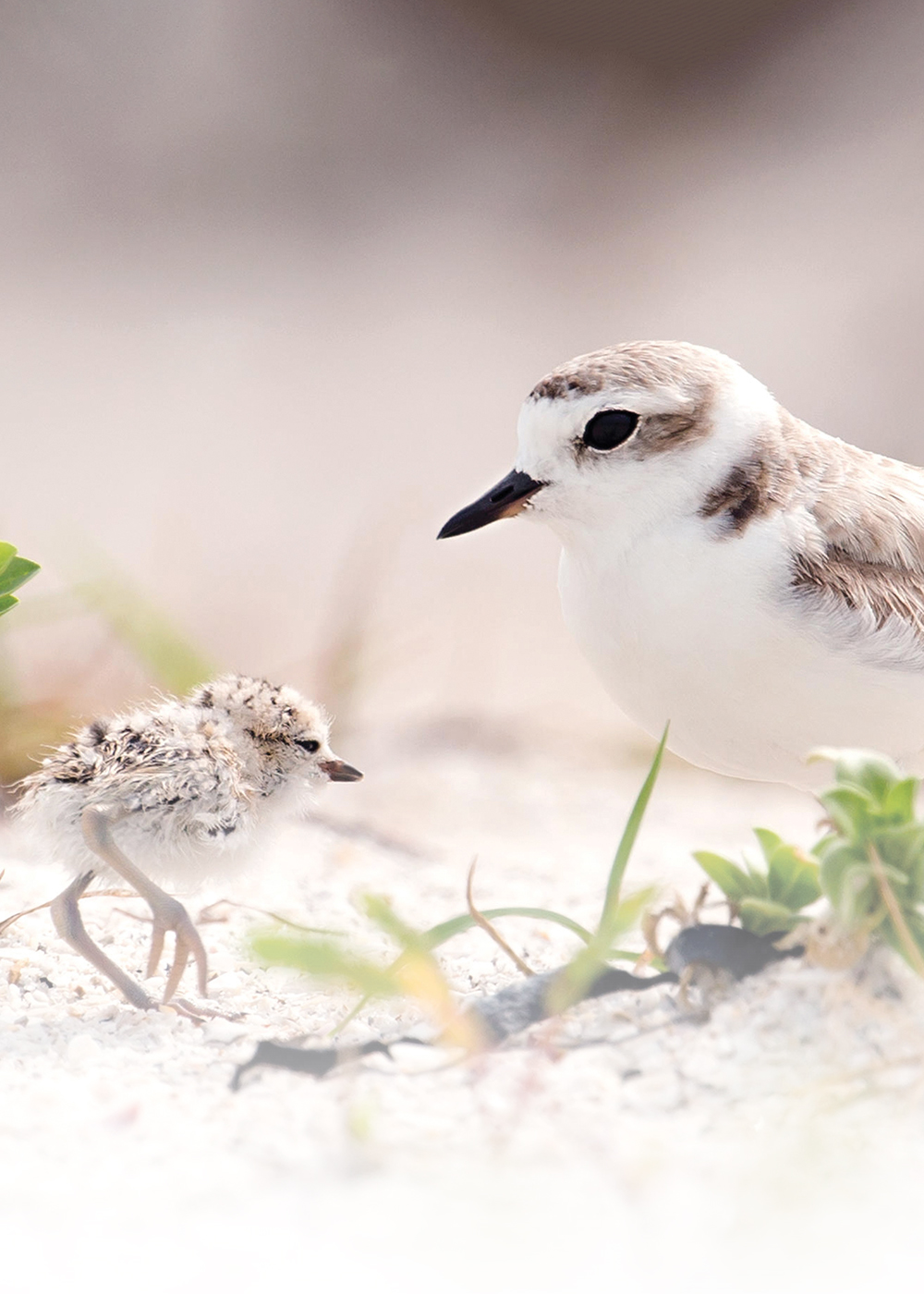 Snowy plover with chick