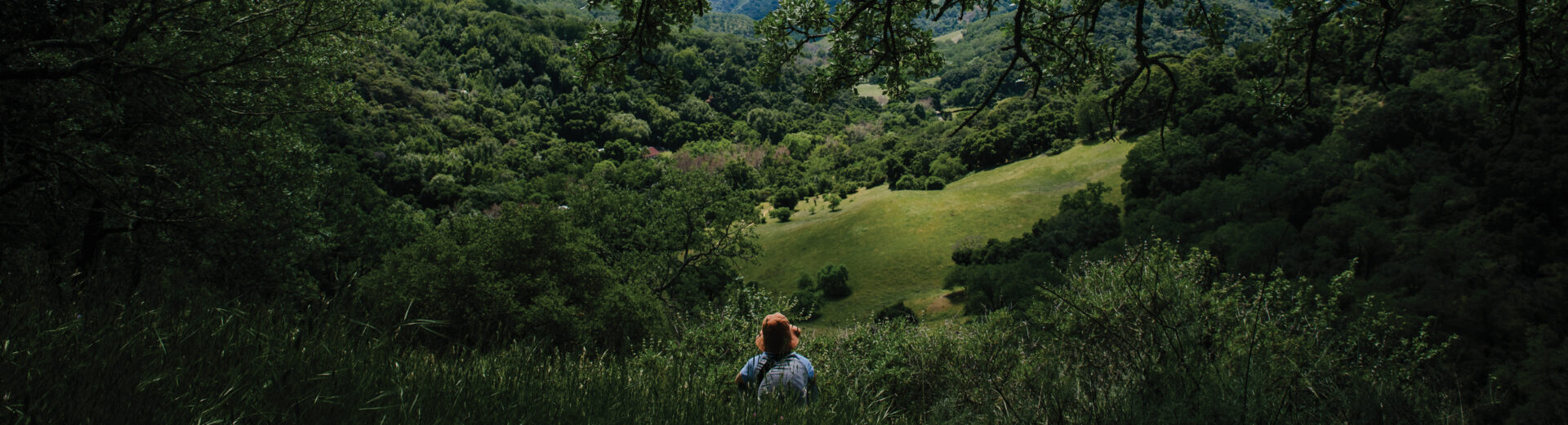 Man looking out at tree-covered hillside