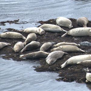 Speak Up for Wildlife and Sensitive Habitats at Pillar Point Bluff