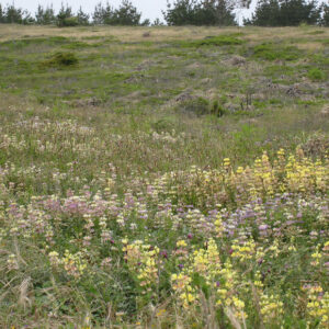 Pillar Point Bluff Coastal Prairie Bloom