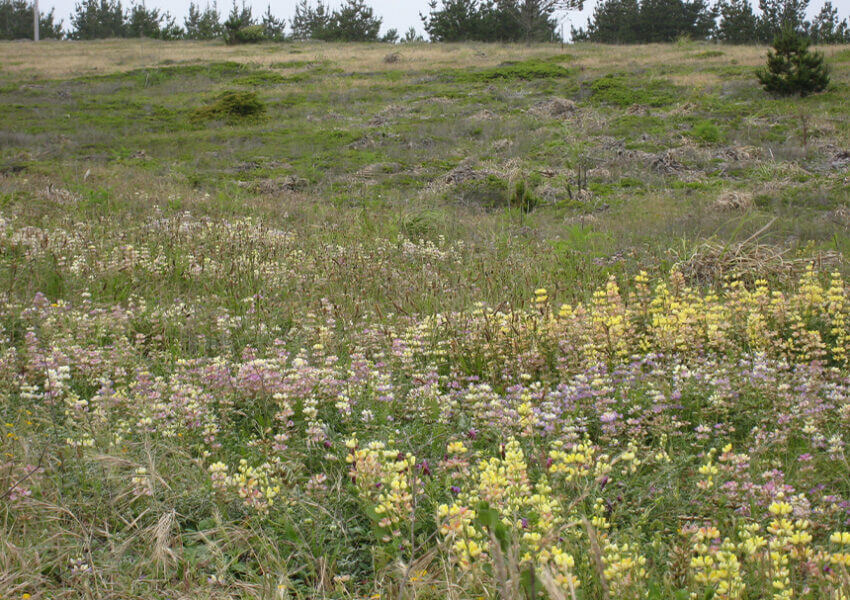 Pillar Point Bluff Coastal Prairie Bloom
