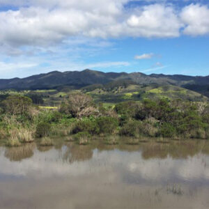 Seasonal pond and wetlands - Pillar Point Bluff