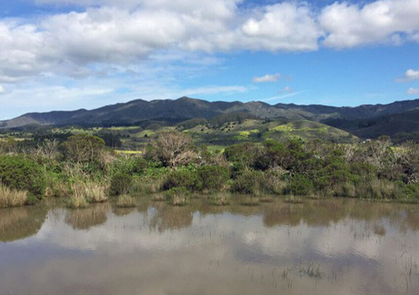 Seasonal pond and wetlands - Pillar Point Bluff