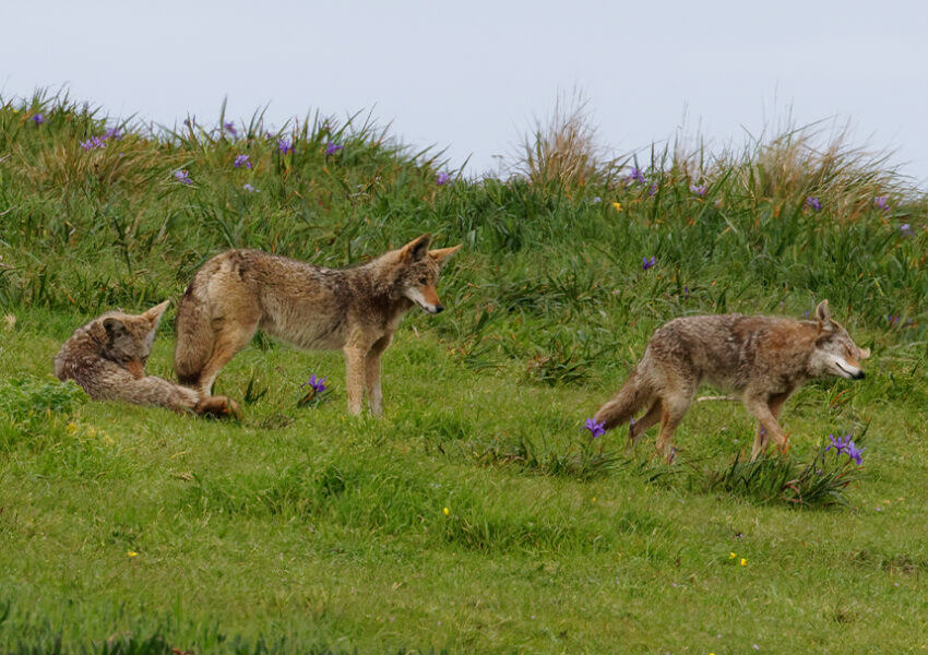 Coyotes in field