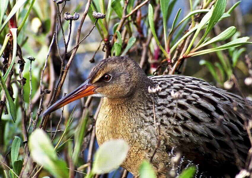 Ridgeway's Rail photo