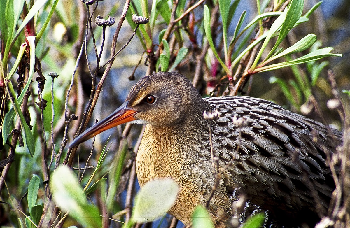 Ridgeway's Rail photo