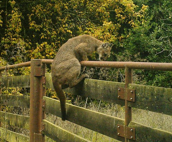 Mountain lion climbing over a gate