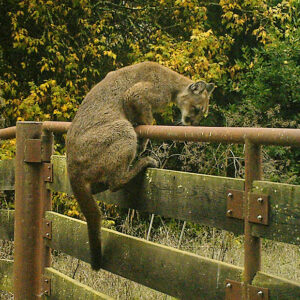 Mountain lion climbing over a gate