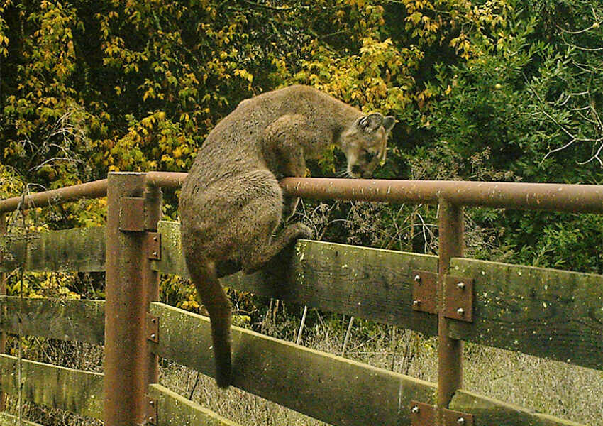 Mountain lion climbing over a gate