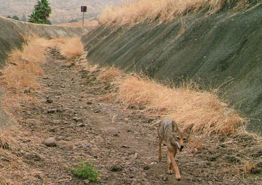 Coyote in dry canal