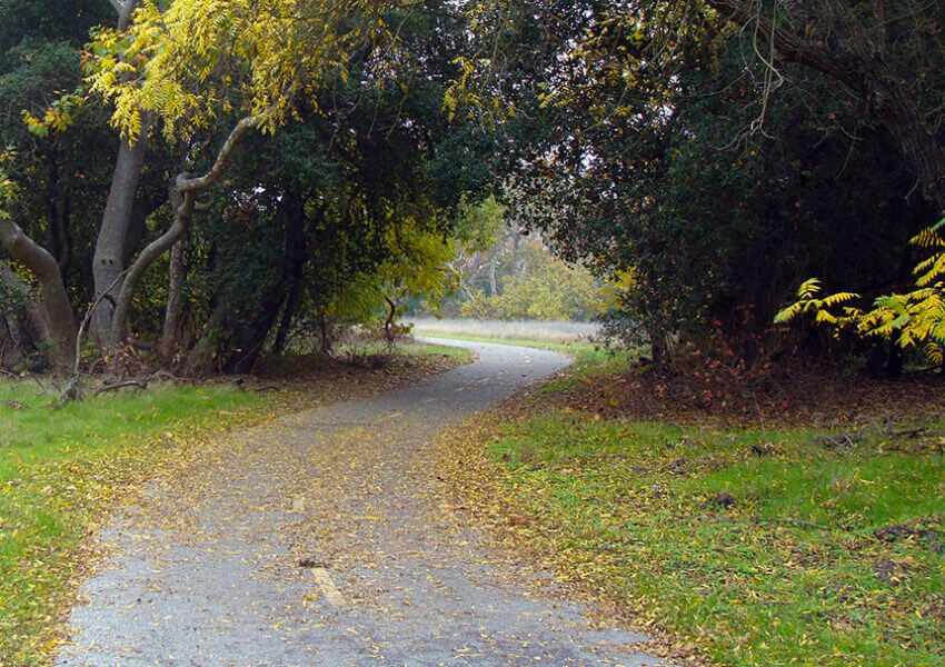 path through trees