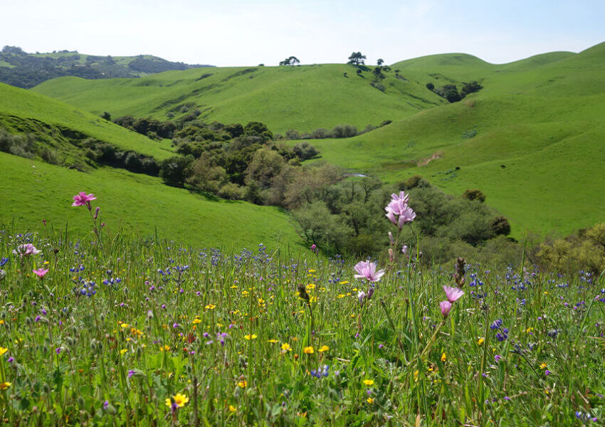 flowers on hills at Juristac