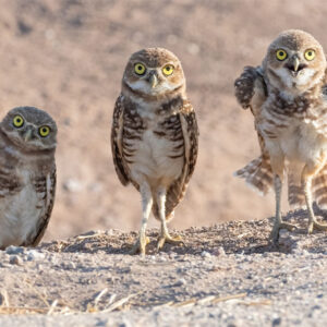 What’s Going On With Those Cute Burrowing Owls?