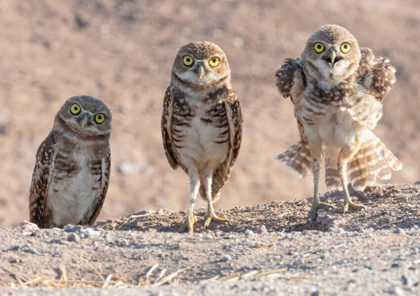 Burrowing Owls