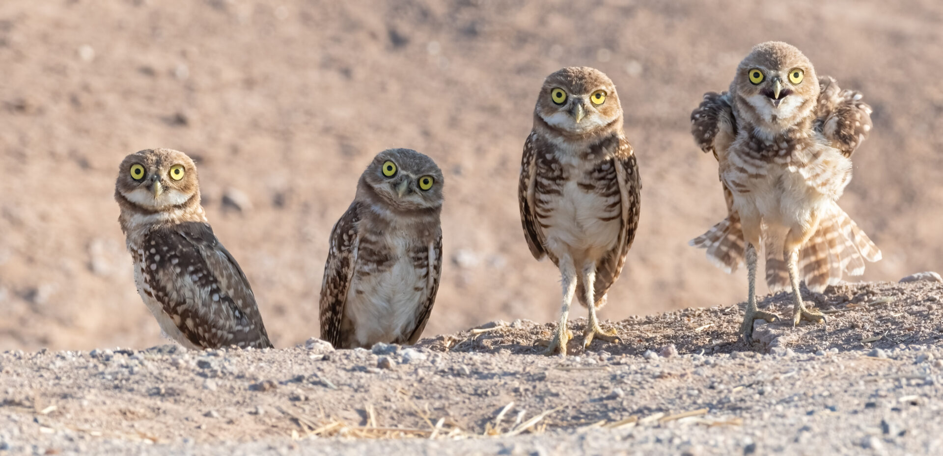 What's Going On With Those Cute Burrowing Owls?