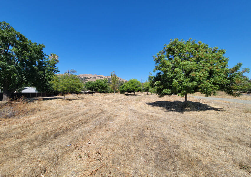 trees in field