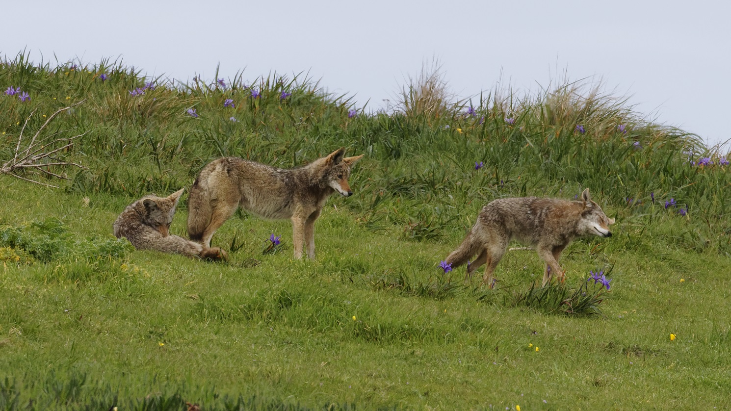 coyotes walking on grass