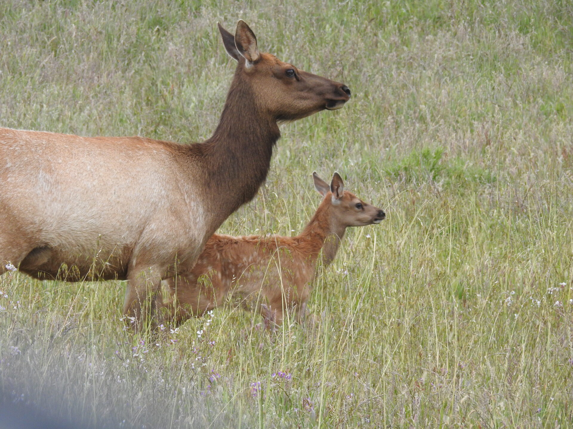tule elk