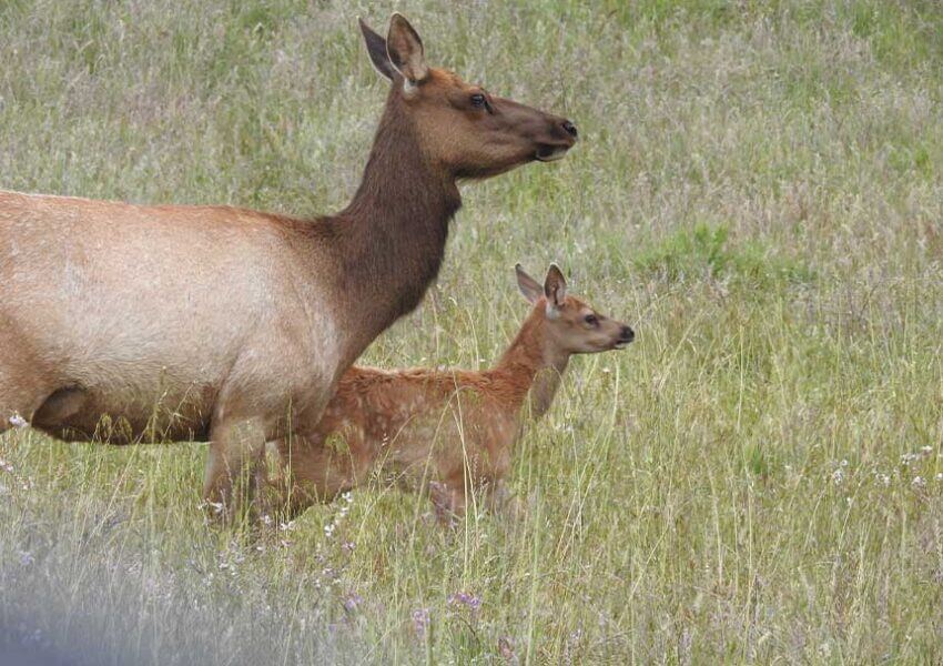 Tule Elk