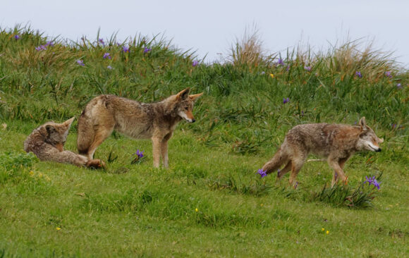 coyotes walking on grass