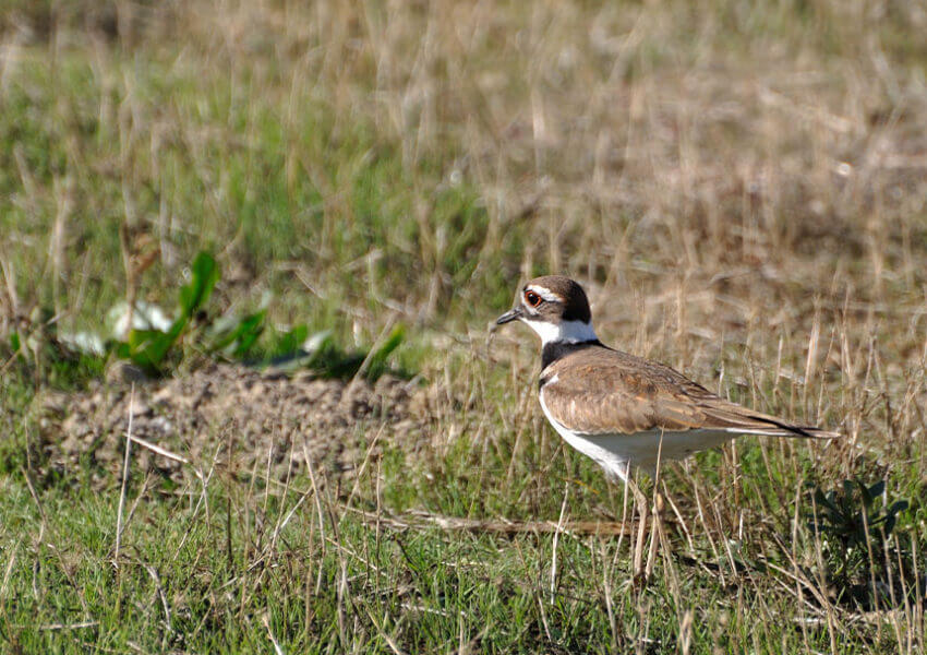 bird in grass
