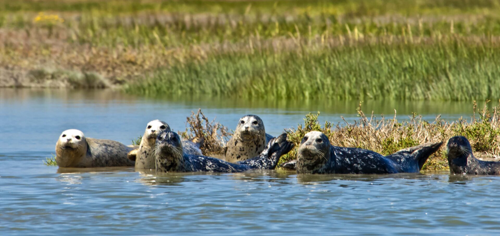 Harbor Seals at Bair Island. Photo by Judy Irving, Pelican Media.