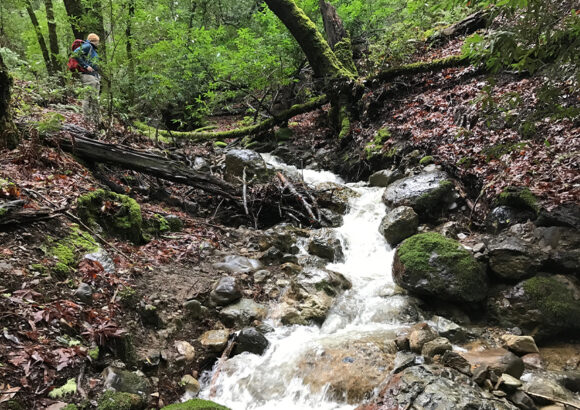 Ask Palo Alto to Protect Los Trancos Creek