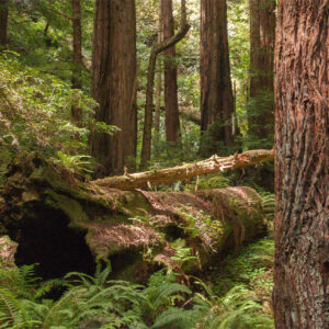 fallen redwood tree in redwood forest