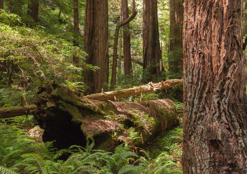 fallen redwood tree in redwood forest