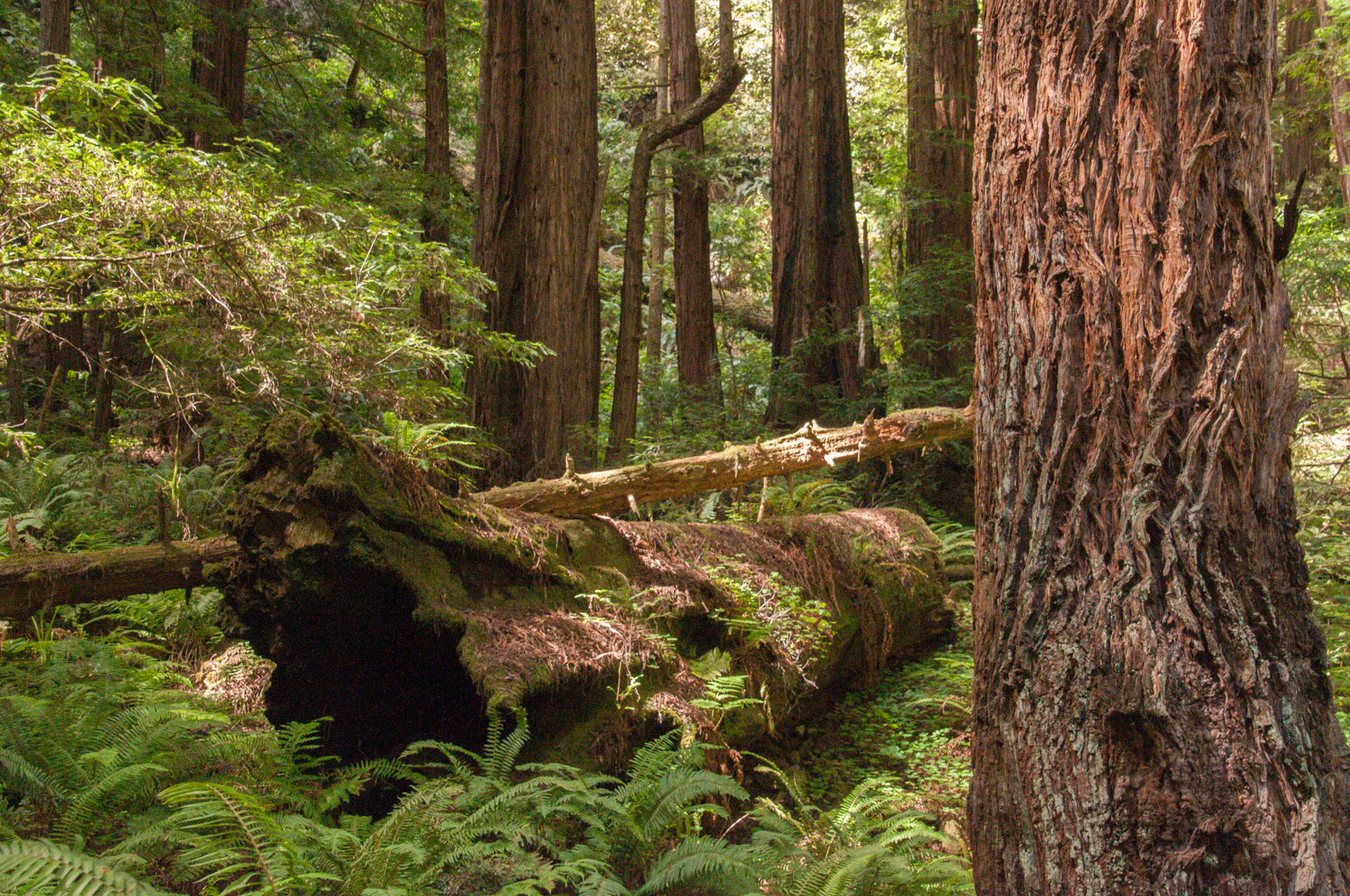 fallen redwood tree in redwood forest