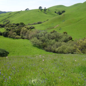 grassy hills and spring wildflowers at Juristac