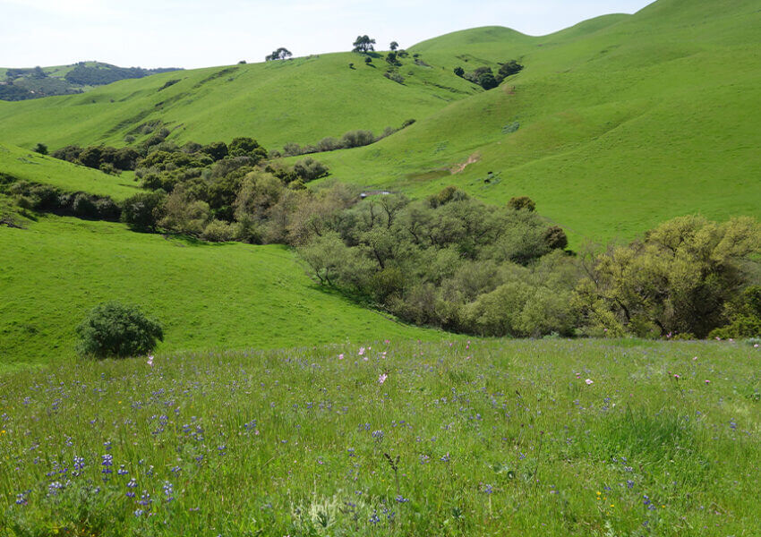 grassy hills and spring wildflowers at Juristac