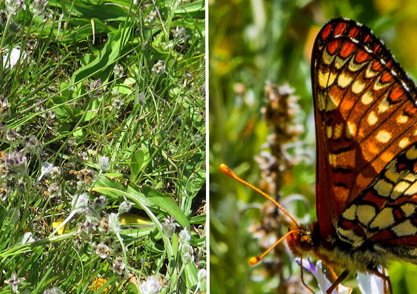 Dwarf plantain and Bay checkerspot butterfly