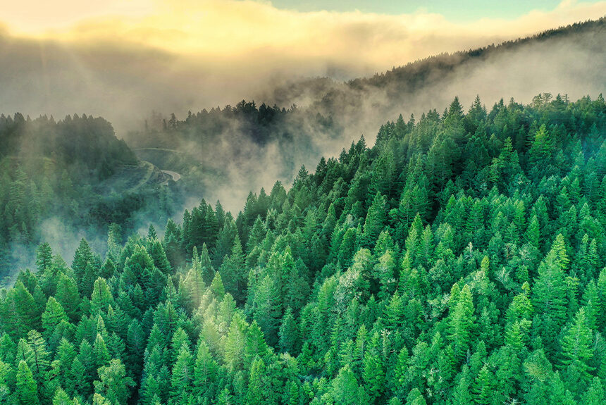 Coast Redwood forest