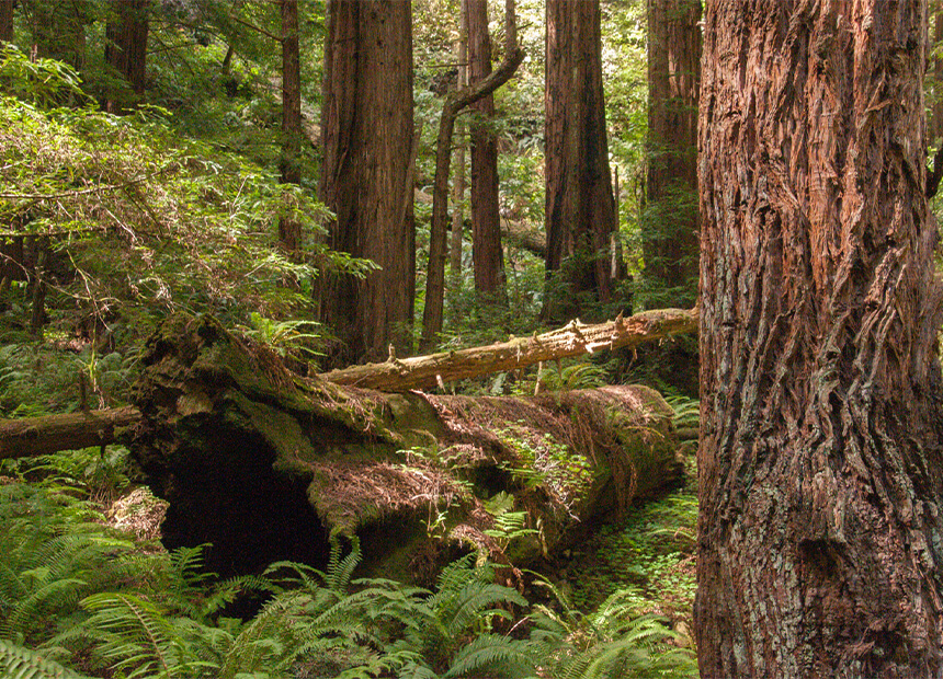 redwood forest