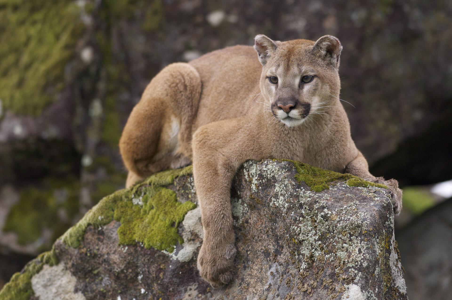 Keystone Species that Live in the Mountains