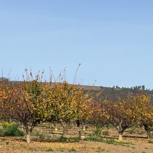 trees with yellow blossoms, in an orchard